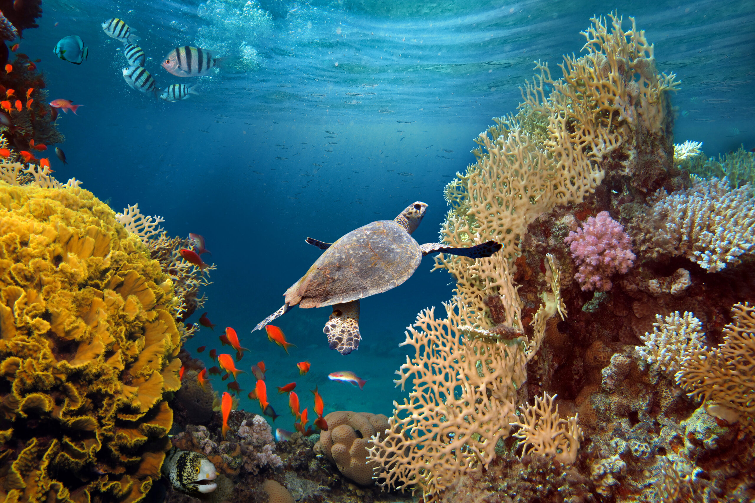 Imagen de un acuario donde hay peces y una tortuga