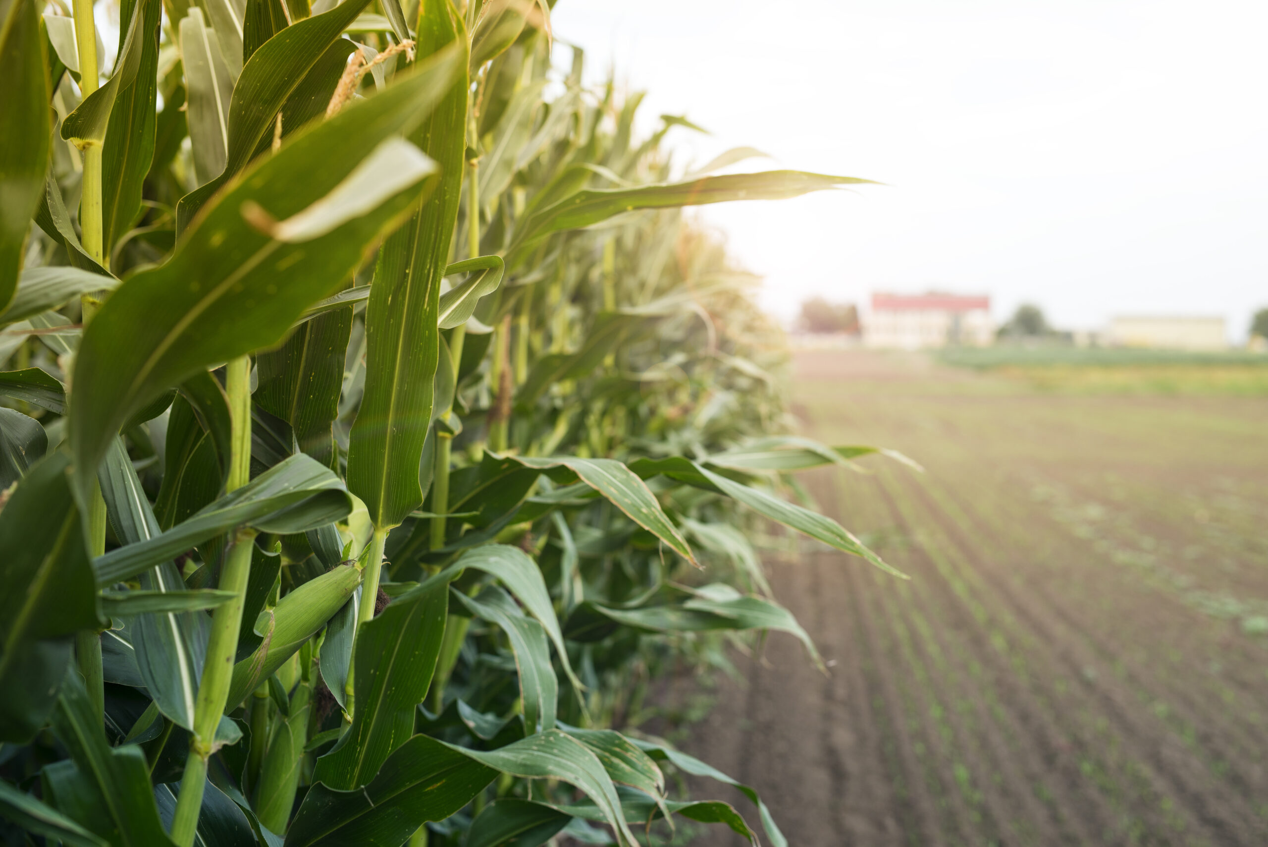 Imagen de abundantes cultivos agrícolas