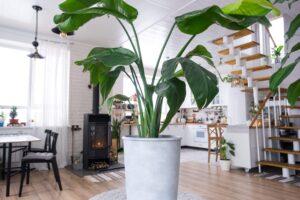 División ambiental con plantas decorativas