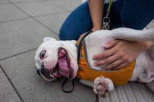 Intoxicacion mascota vómitos, diarrea, hipersalivación, letargo, temblores, dificultad para respirar y cambios en la frecuencia cardíaca