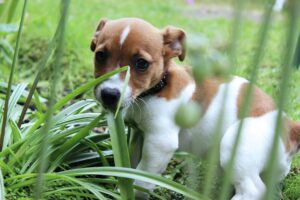 Mascota comiendo plantas del jardín
