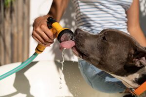 Mujer dando de Tomando Agua Perro con la Manguera