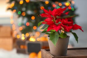 Planta-de-Noche-Buena