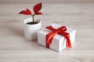 Regalo de planta de ornato Noche Buena