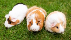 Tres-hamsters-juntos-en-el-cesped-del-jardin