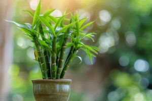 Bambú de la suerte dracaena sanderiana en maceta primer plano macro planta para mejorar la salud economia felicidad riqueza