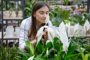Florista aspira el aroma de una maceta de flores blancas lirios de paz que estan sobre una mesa