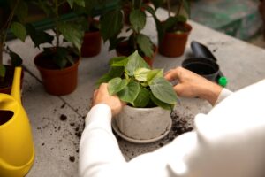 Manos de cerca cuidando la planta Potos Epipremnum aureum